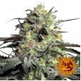 Peyote Cookies - Barney's Farm